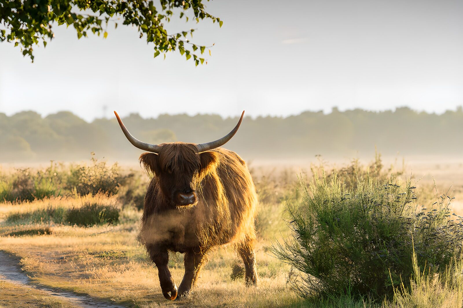 TPFR39068: Vache Highland dans la brume matinale