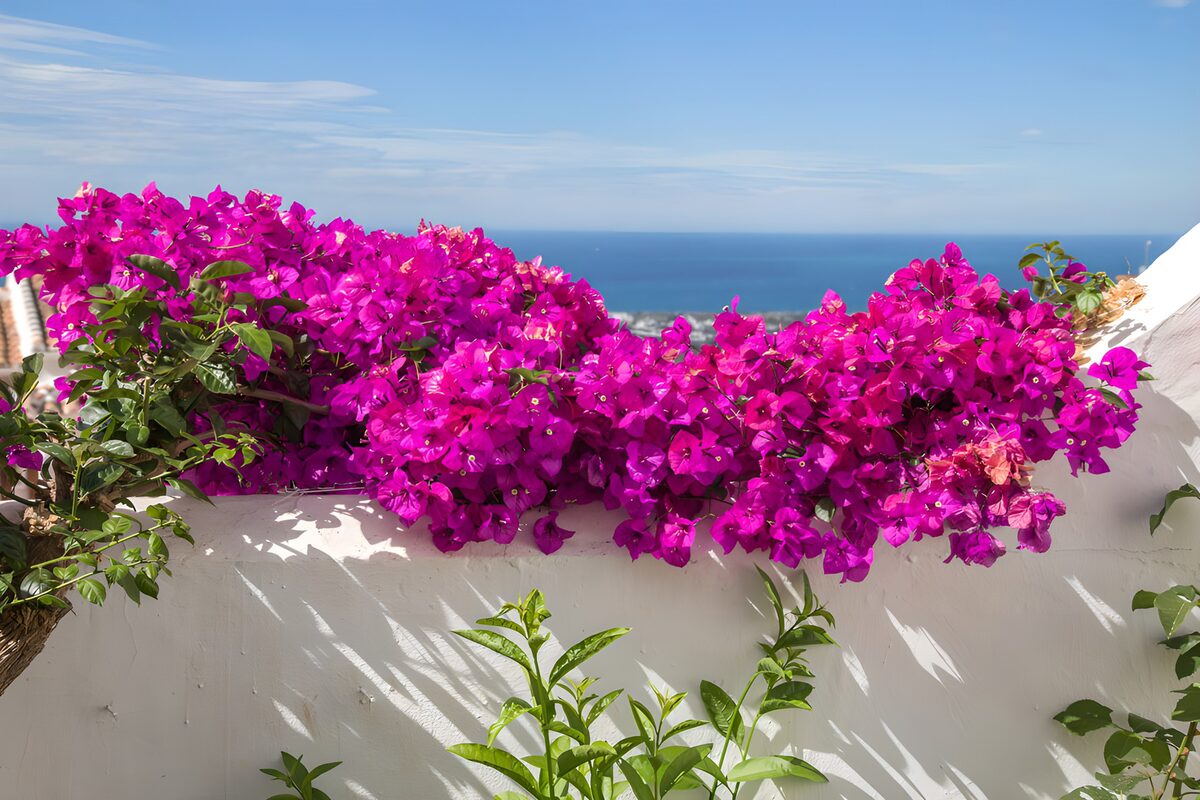 TPFR12982: Bougainvilliers en fleurs face à la mer