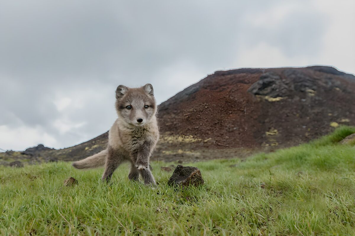 Petit renard arctique dans la nature