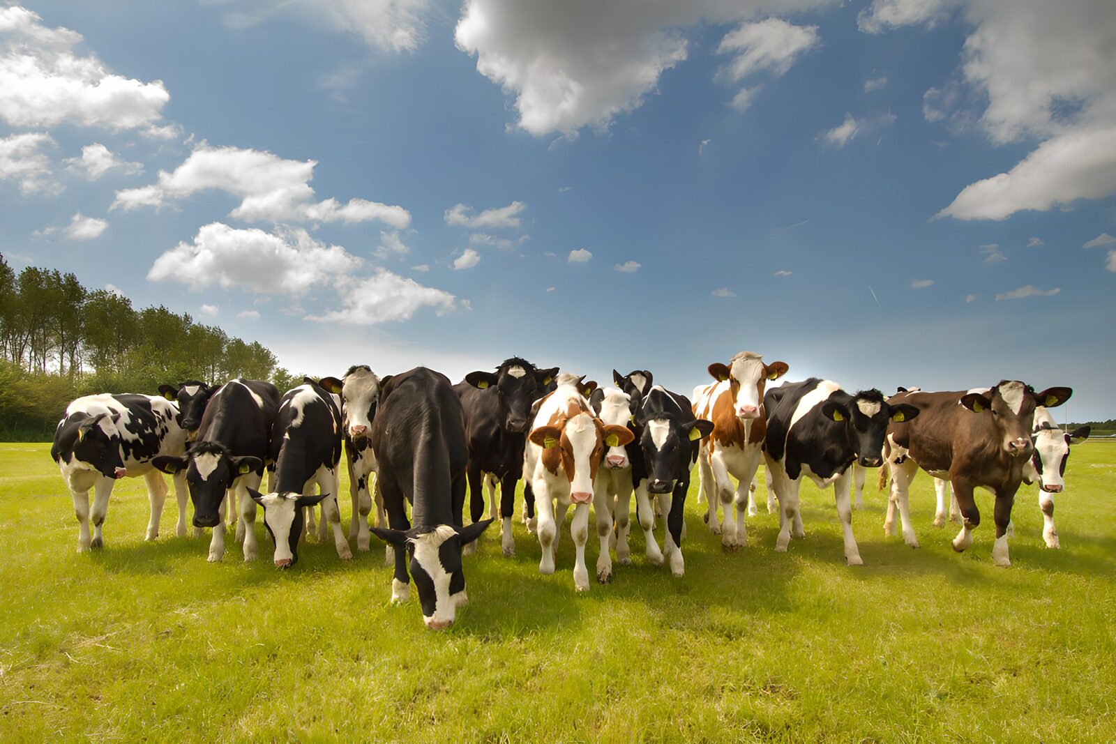 TPFR88036: Vaches dans un pré ensoleillé