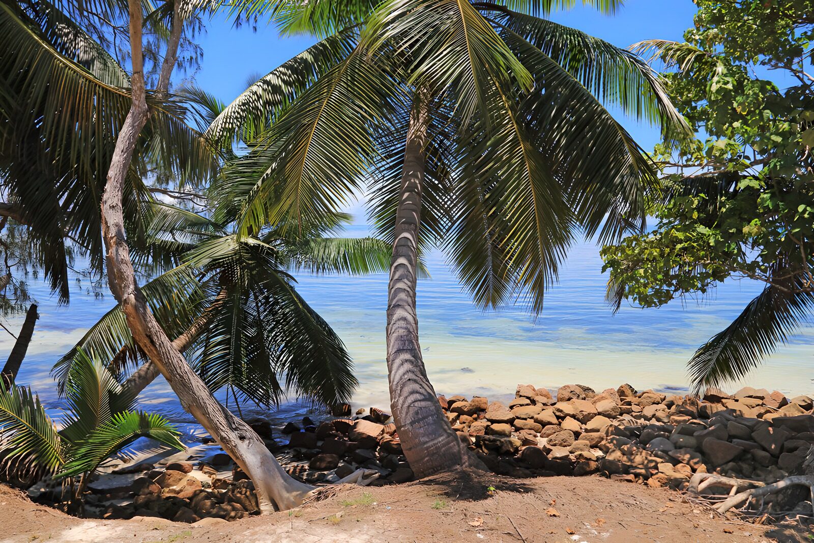 TPFR55857: Plage paisible sous les palmiers