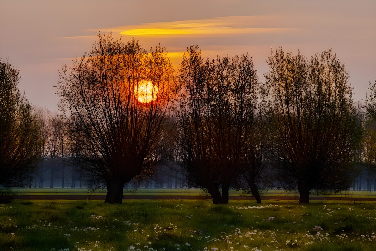 TPFR85346: : Coucher de soleil au milieu des arbres