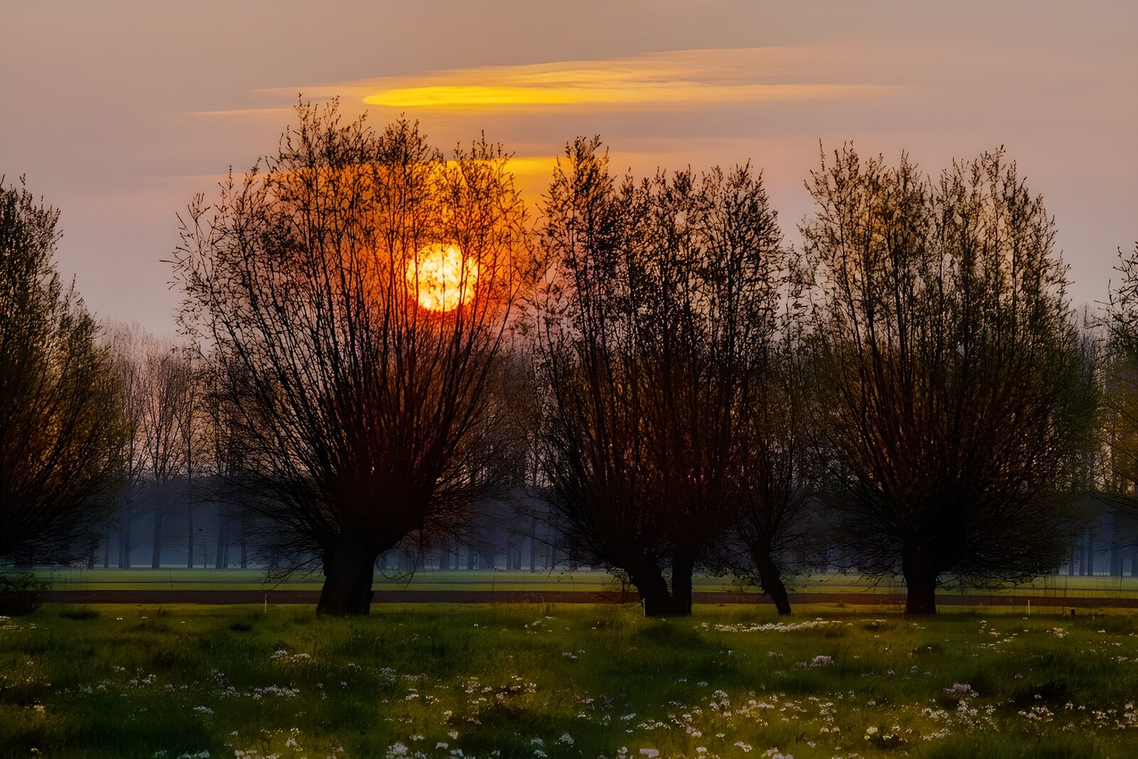TPFR85346: : Coucher de soleil au milieu des arbres