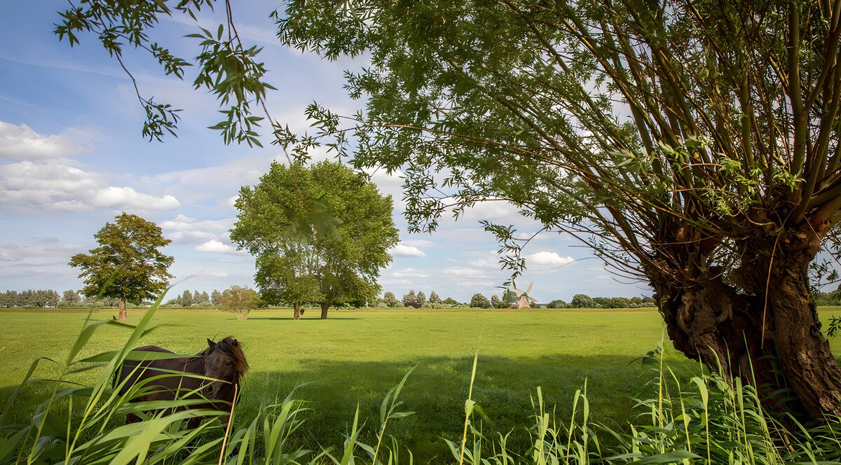 TPFR60359: Paysage paisible avec un cheval