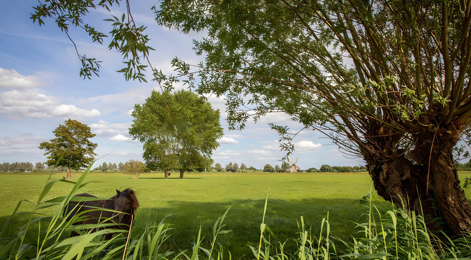 TPFR60359: Paysage paisible avec un cheval