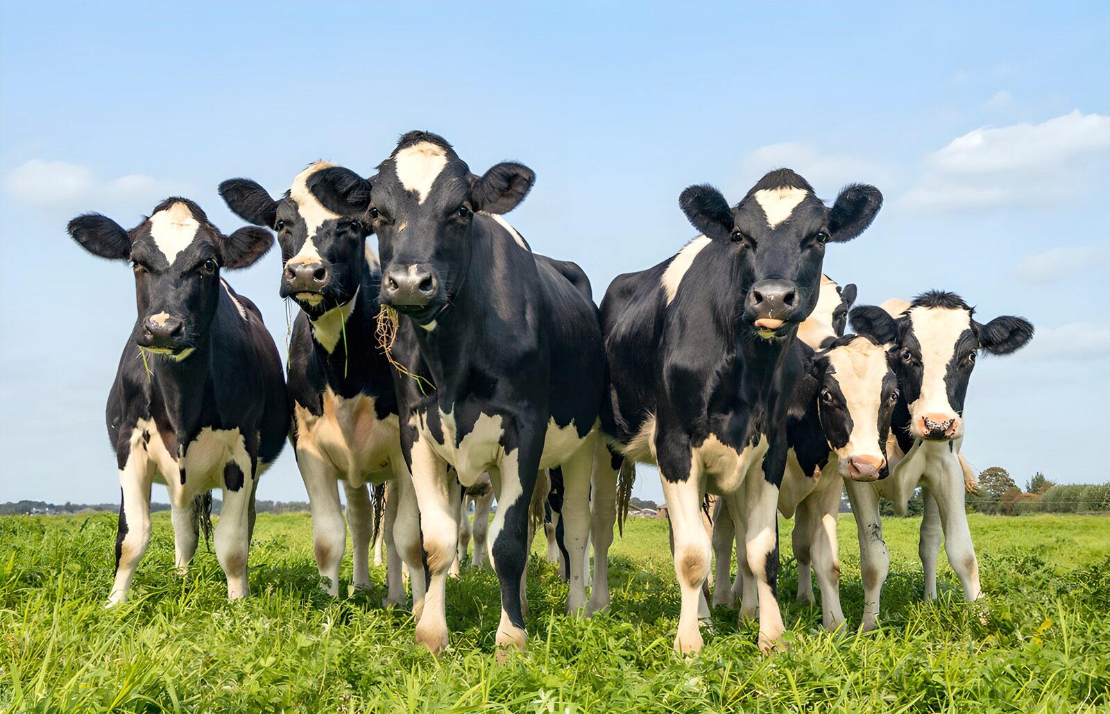 TPFR98632: Vaches heureuses dans les champs verdoyants