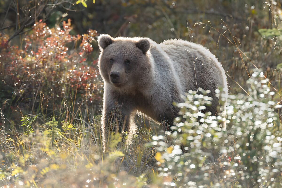 TPFR89285: Jeune ours dans la nature