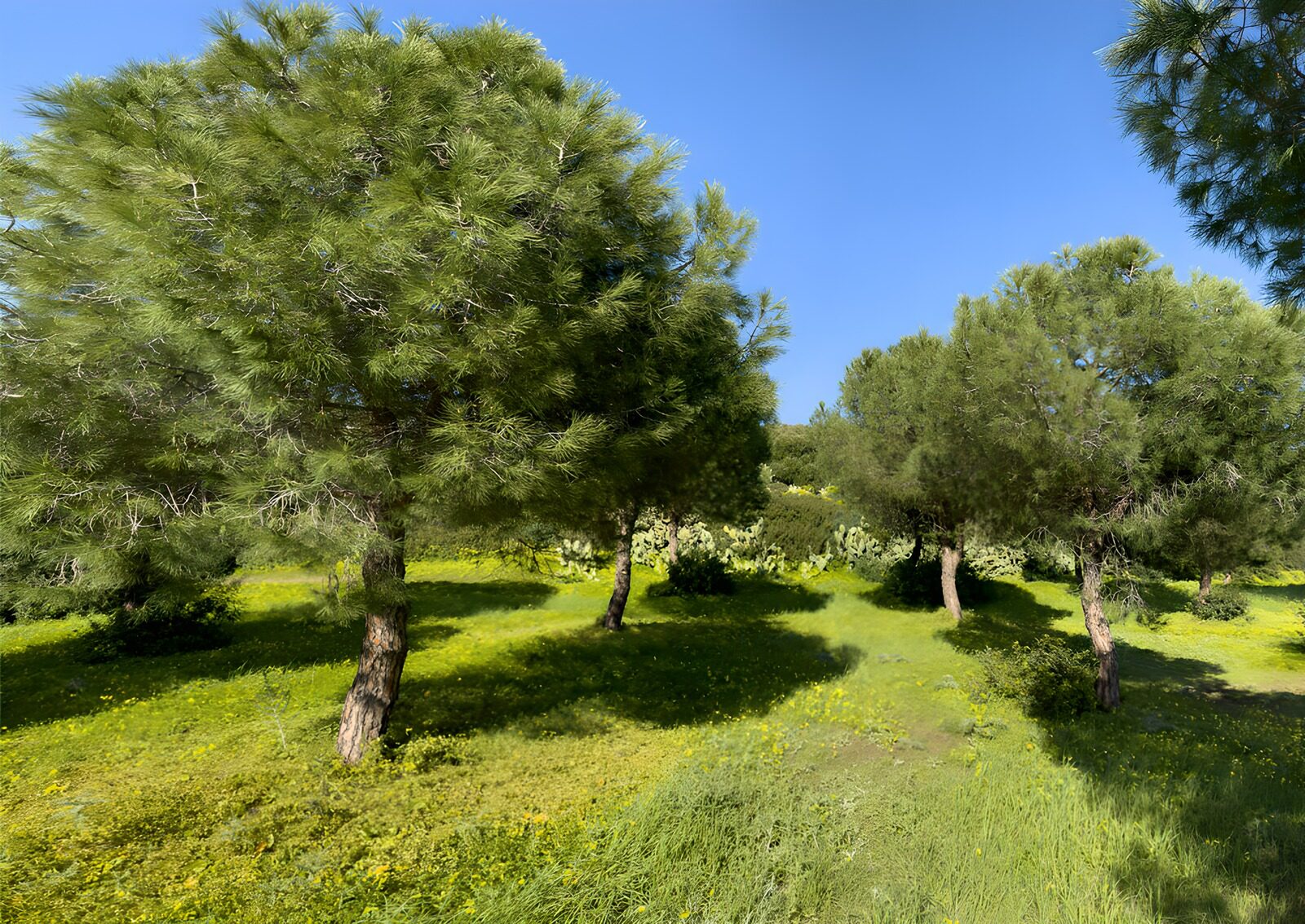 TPFR40394: Forêt verdoyante au soleil