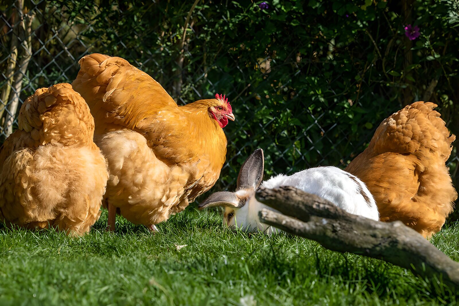 TPFR59765: Poules et lapin dans le jardin