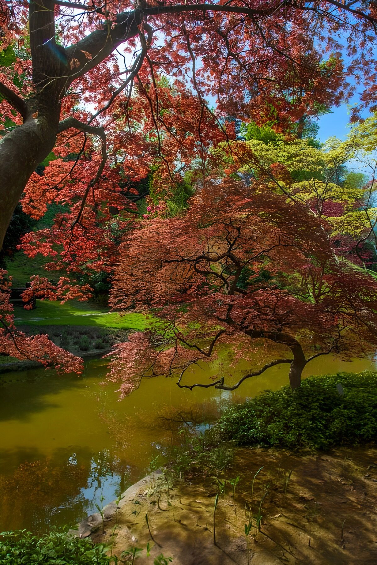 TPFR88666: Beauté du jardin d'automne