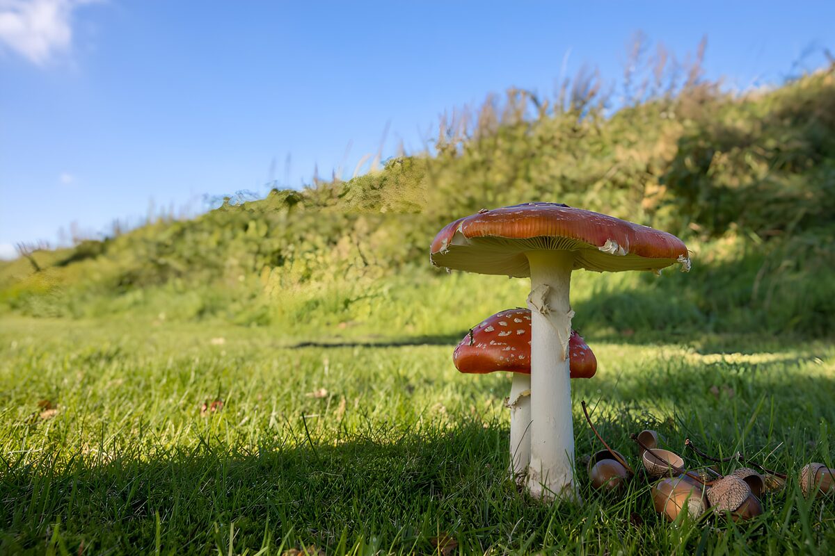 TPFR36938: Champignons colorés sous le ciel bleu