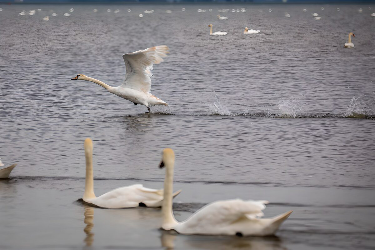 TPFR34382: Cygne majestueux sur l'eau