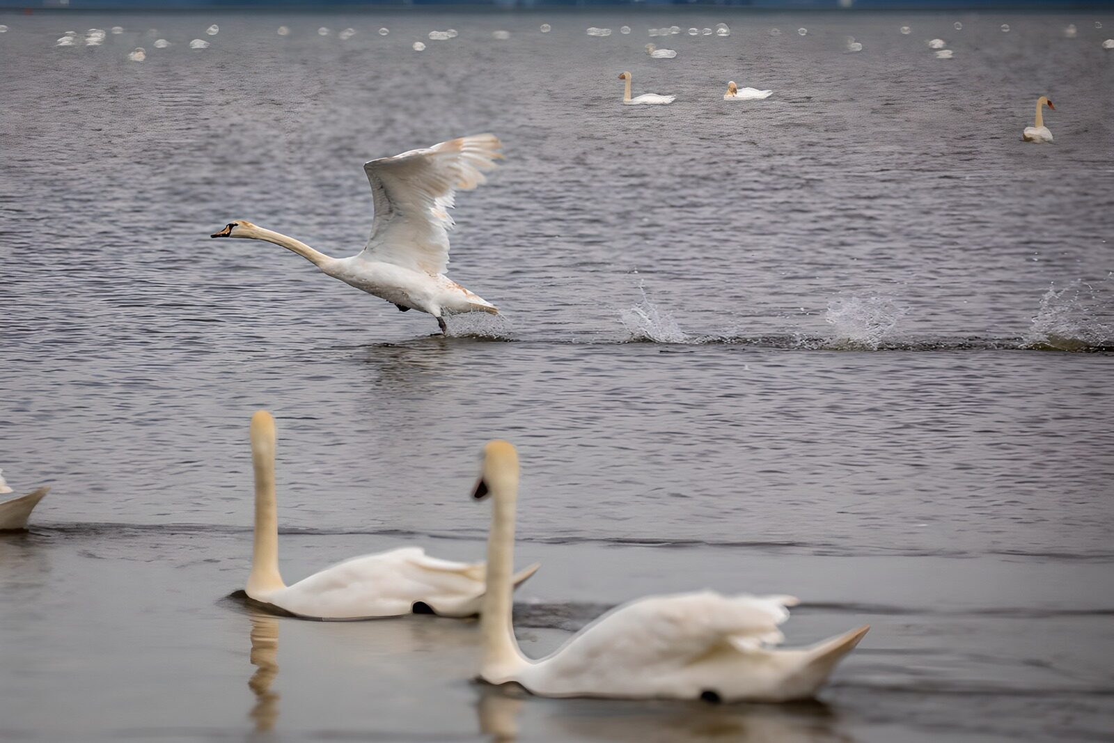 TPFR34382: Cygne majestueux sur l'eau