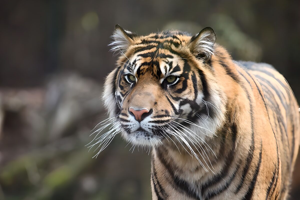 TPFR83637: Tigre majestueux en pleine nature