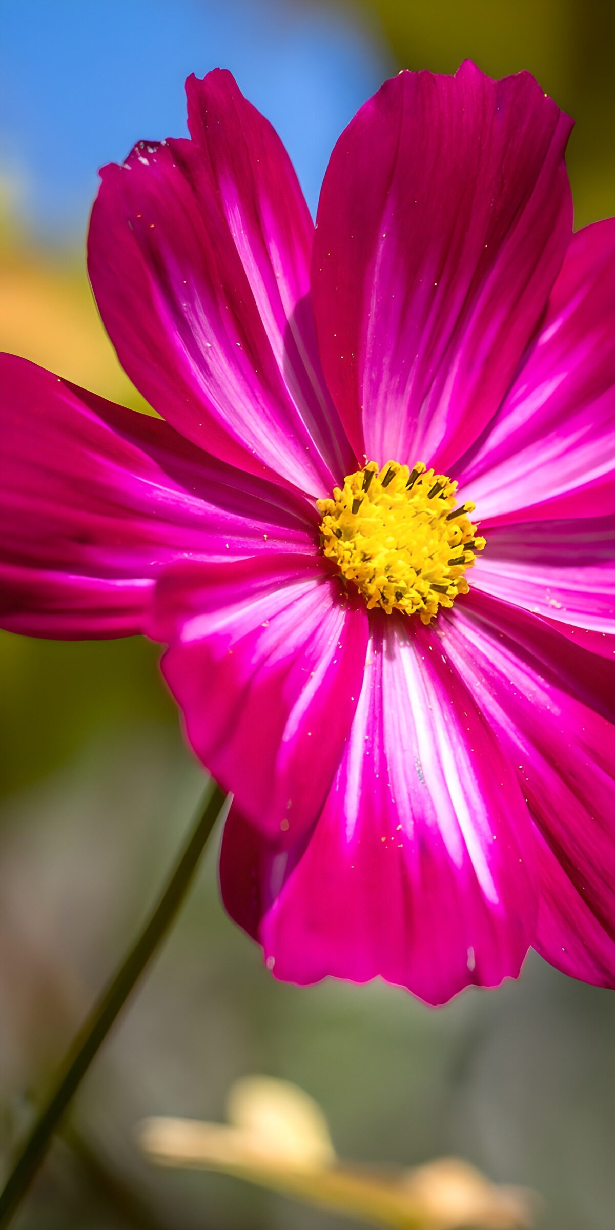 TPFR51470: Fleur éclatante de cosmos