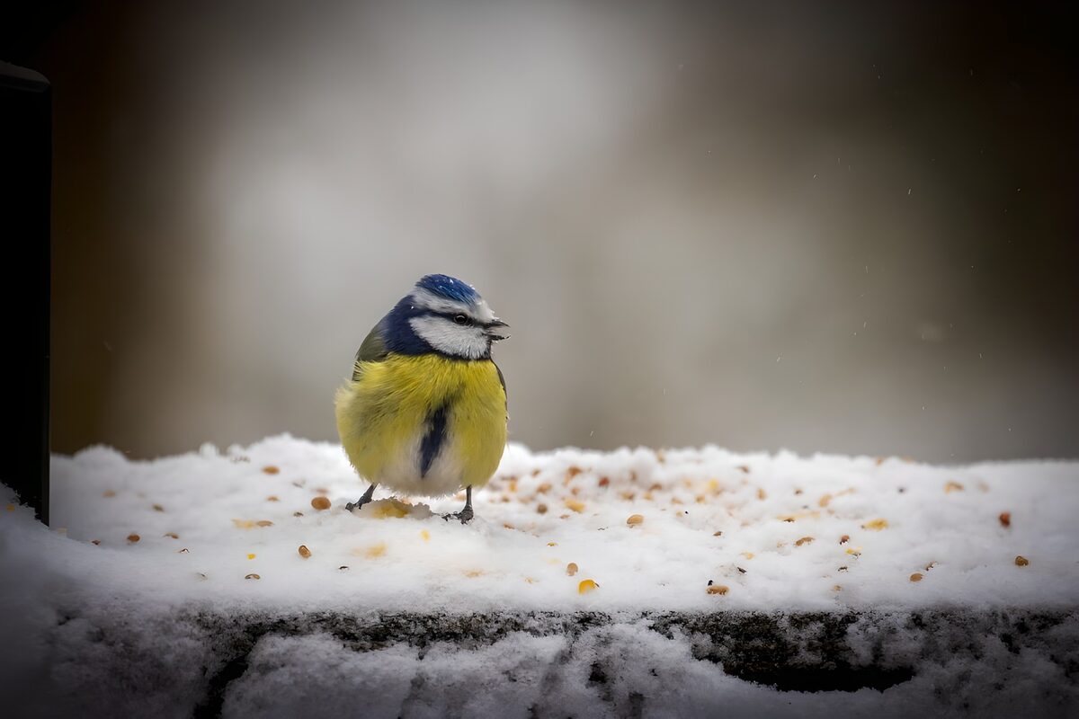 TPFR97043: Mésange bleue dans la neige