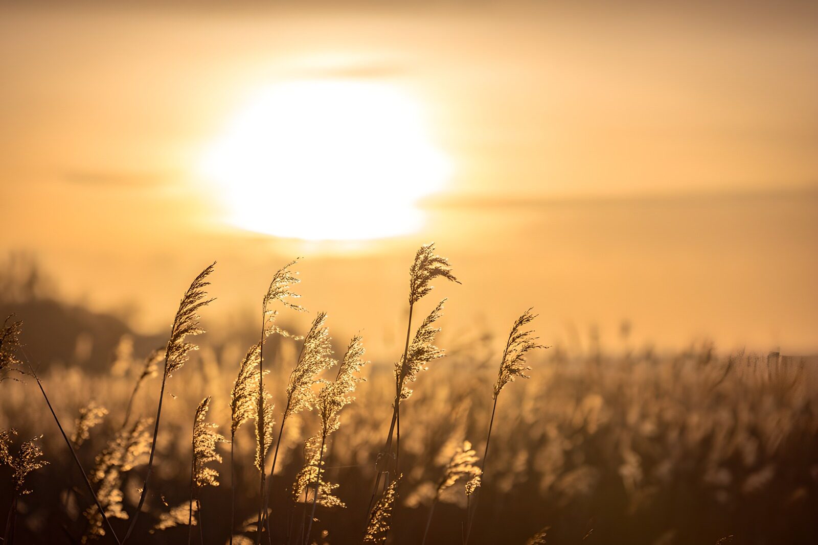 TPFR21420: Coucher de soleil sur les herbes dorées