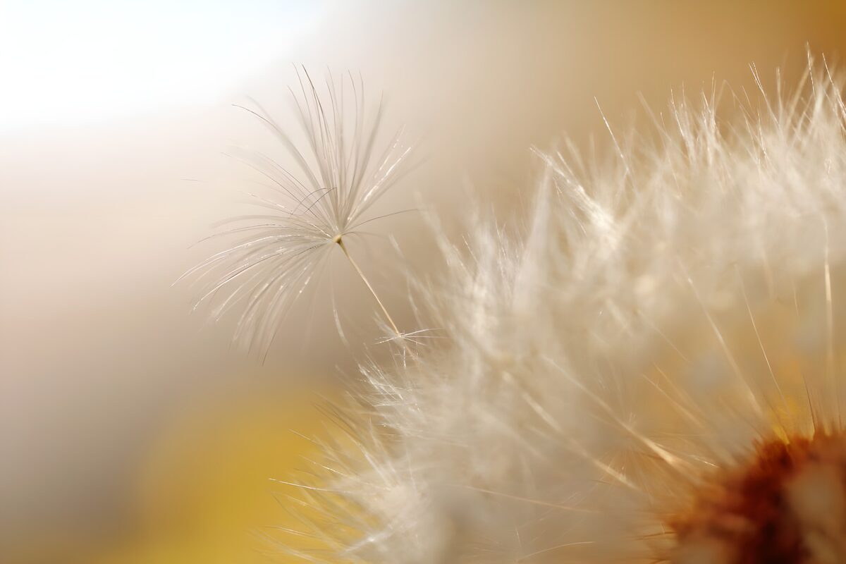 Photo de fleurs 38