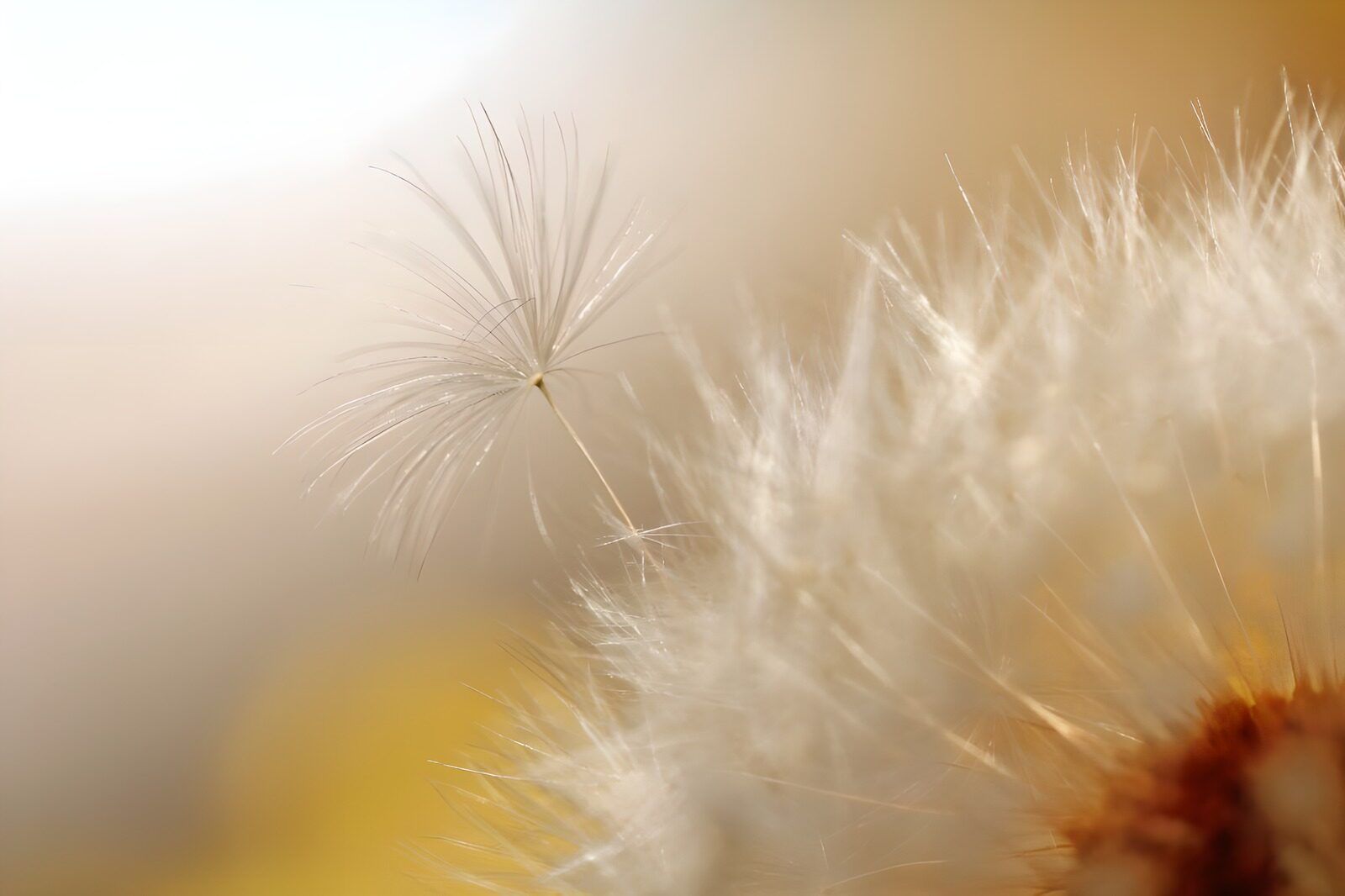 TPFR49046: Photo de fleurs 38