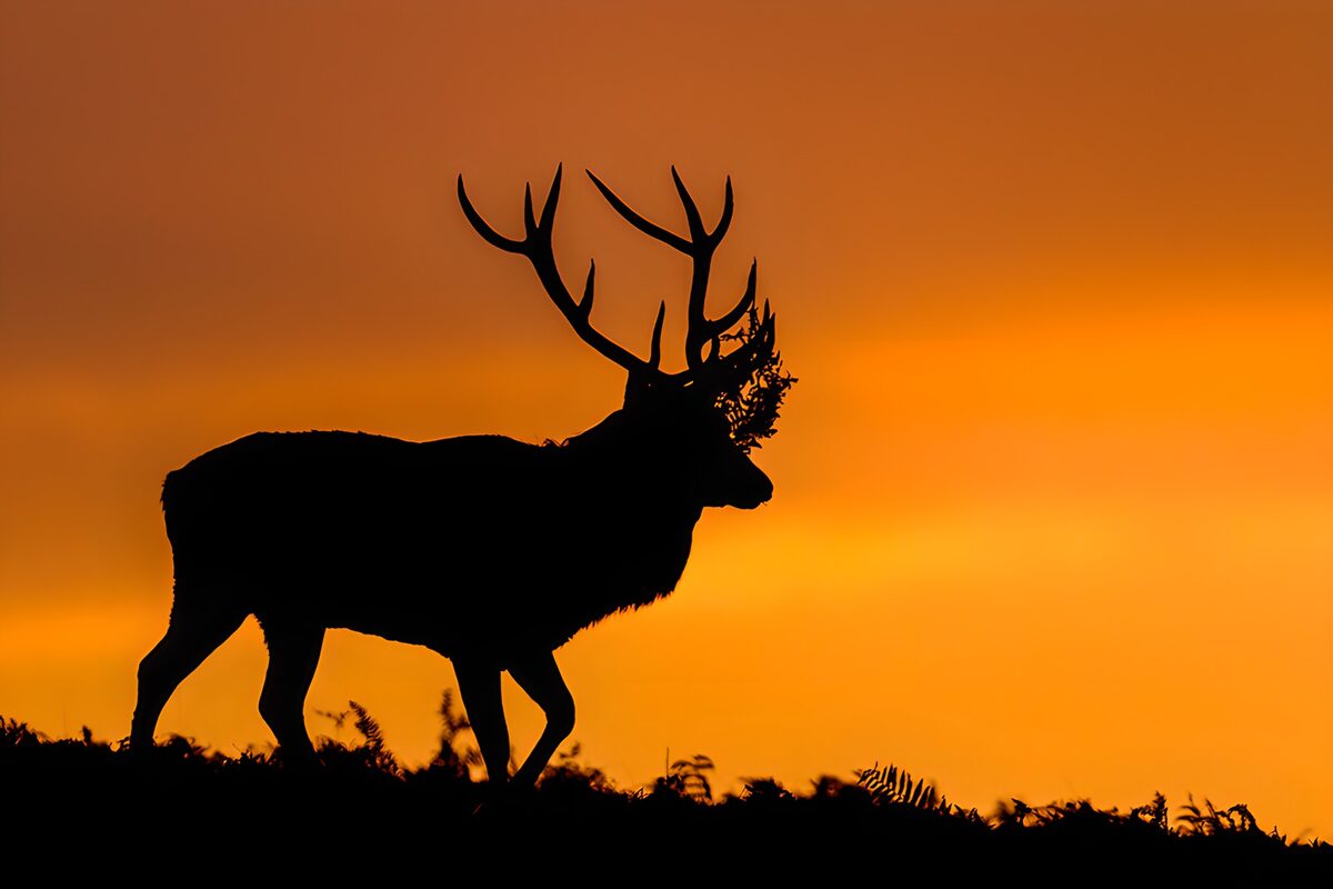 TPFR69141: Cerf majestueux au crépuscule