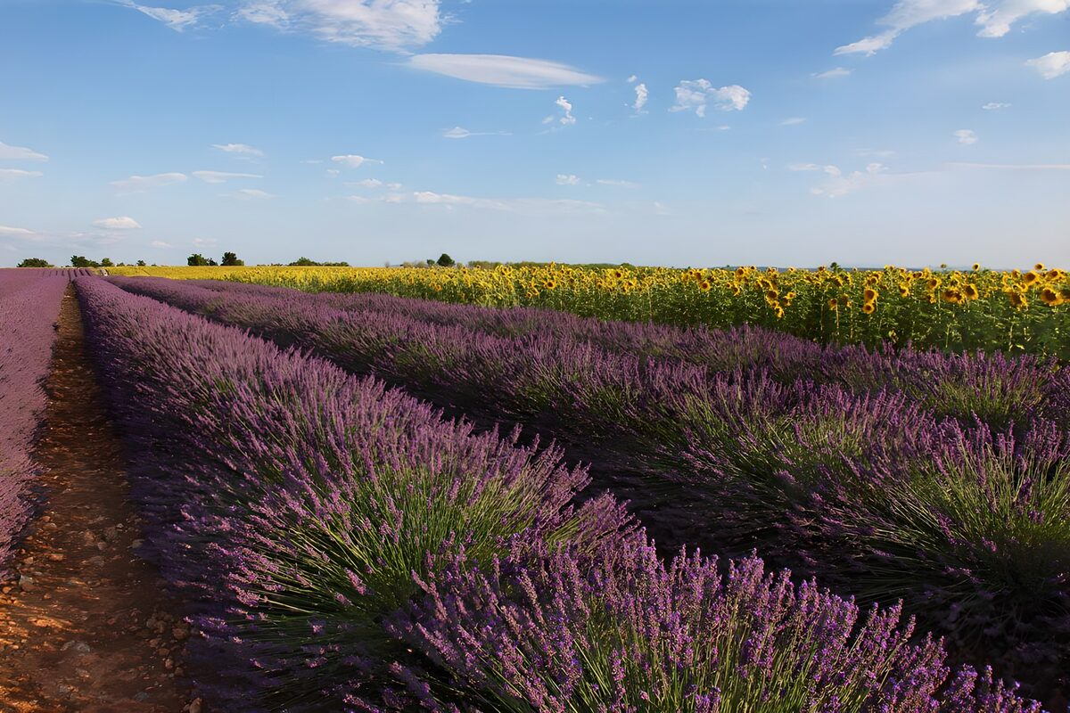 Champs de lavande et de tournesols