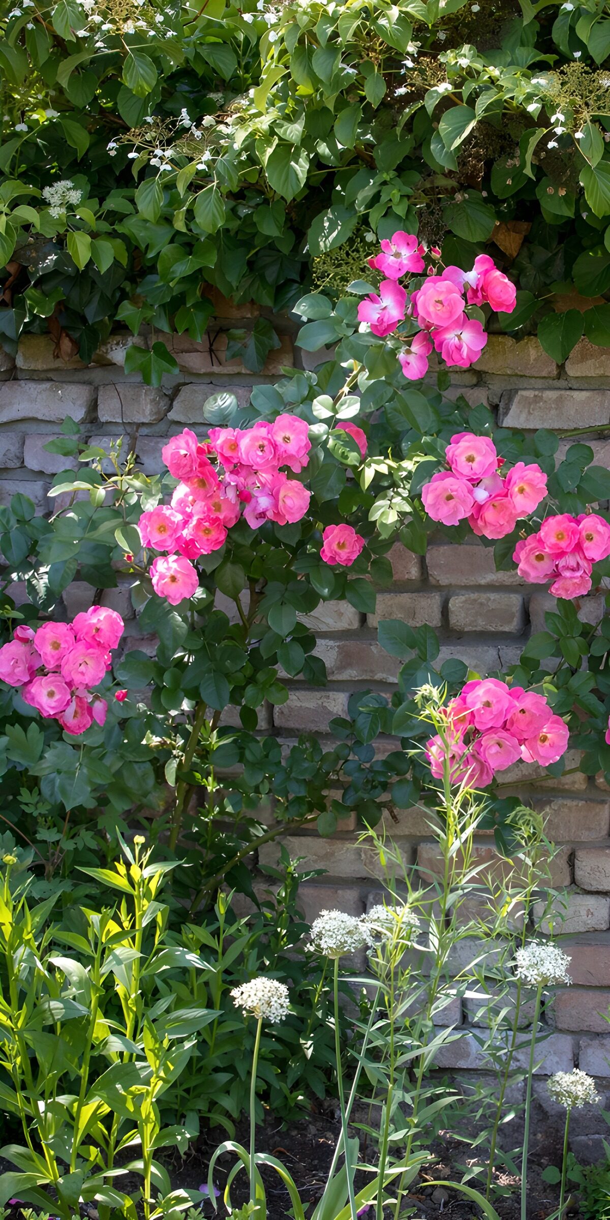 TPFR68310: Roses éclatantes au mur de pierre