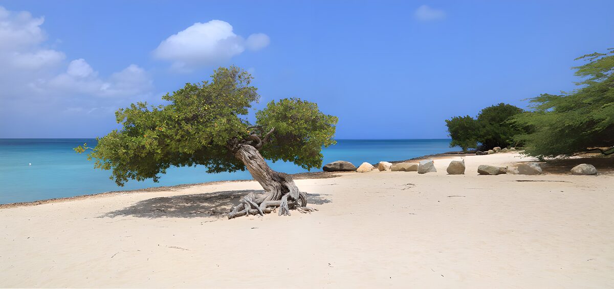 TPFR50277: Arbre solitaire sur la plage tranquille