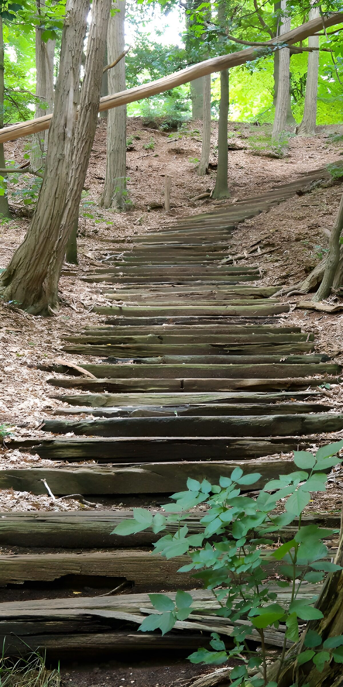TPFR46958: Escaliers en bois dans la forêt