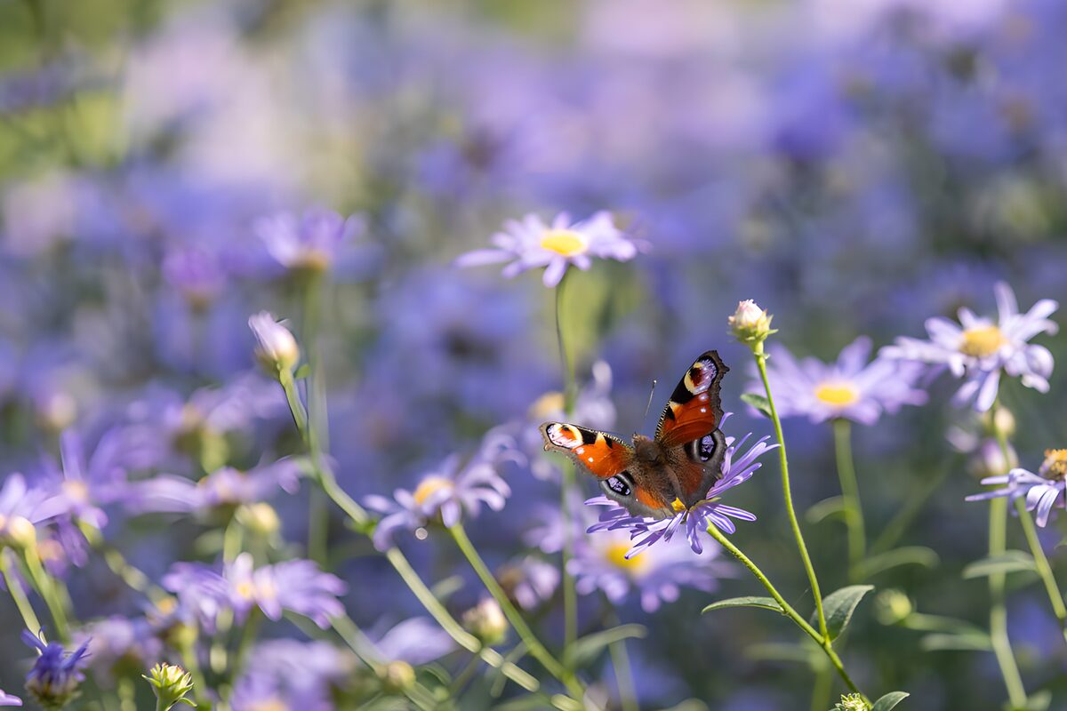 TPFR12069: Papillon sur une fleur violette