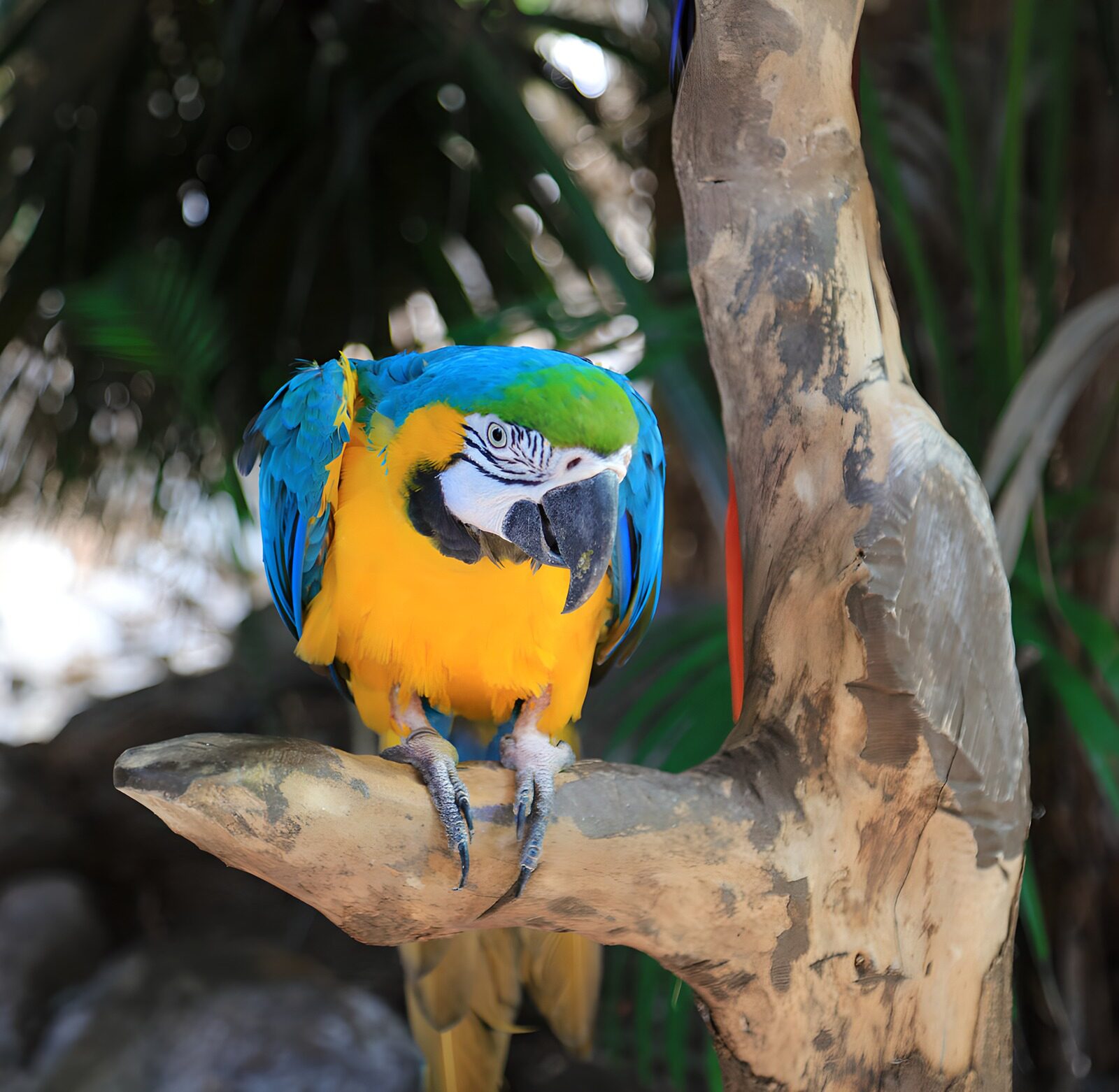 TPFR98966: Perroquet coloré sur une branche