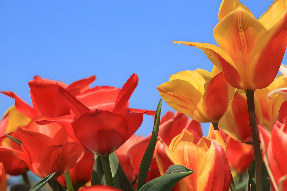 TPFR48078: Tulipes éclatantes sous le ciel bleu