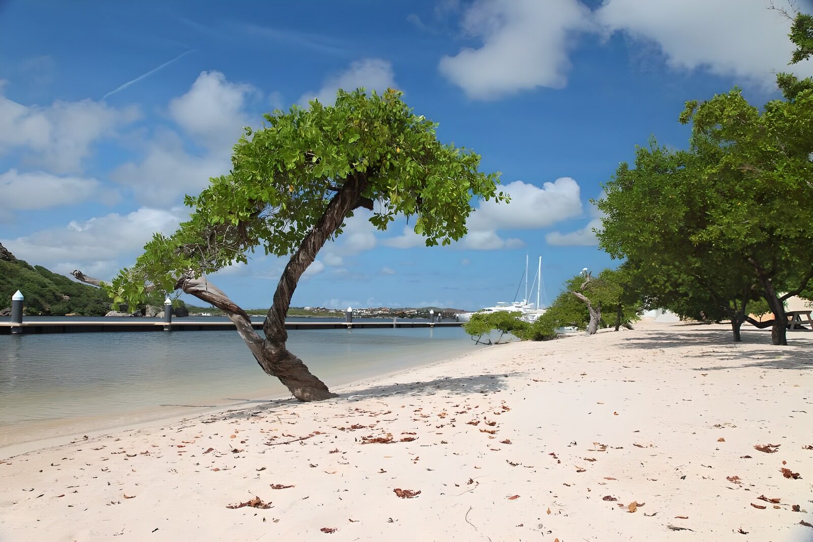 TPFR38431: Arbre dans l'eau sur fond de ciel bleu