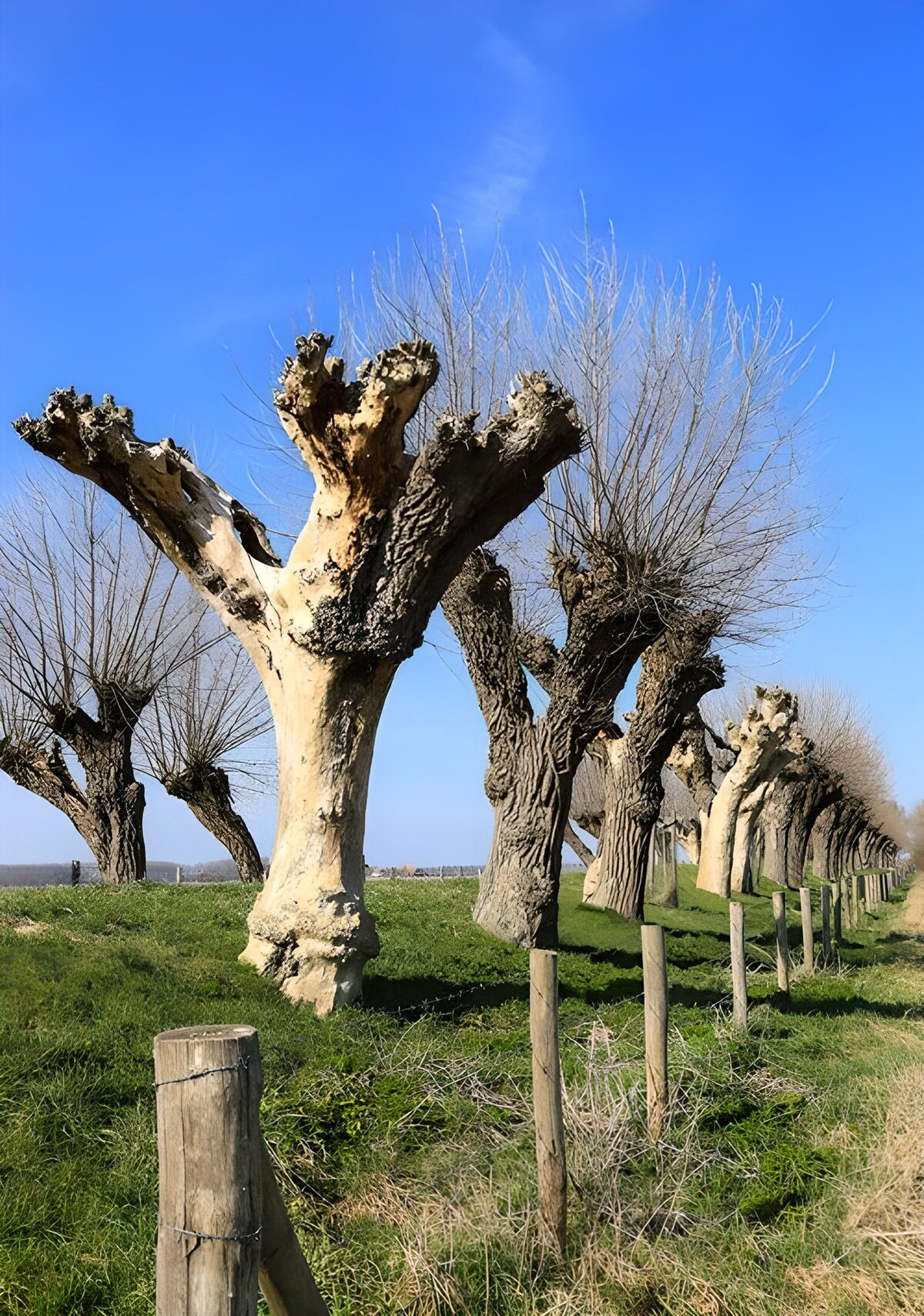 TPFR82522: Arbres élancés sous le ciel bleu