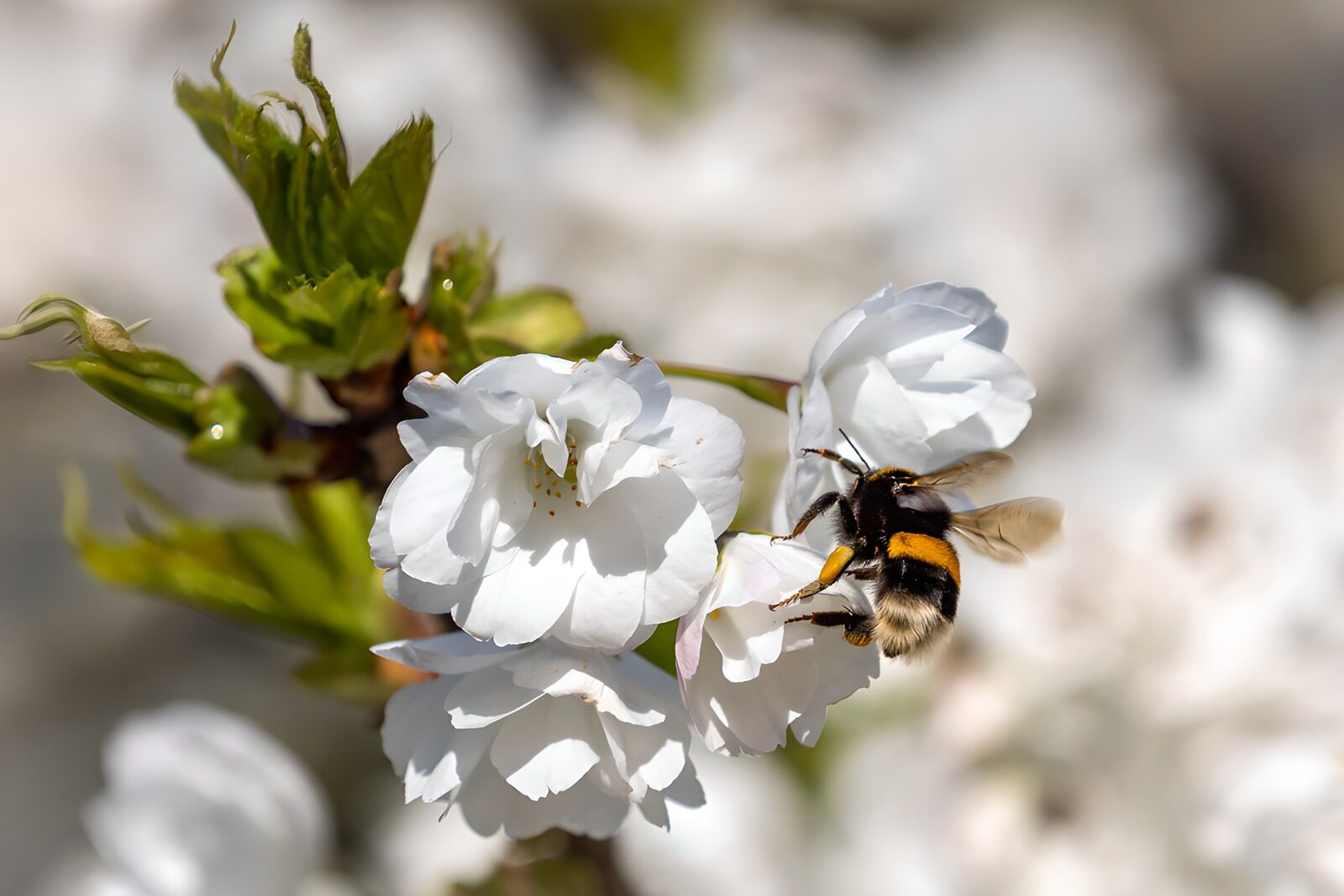 TPFR12845: Abeille butinant des fleurs blanches