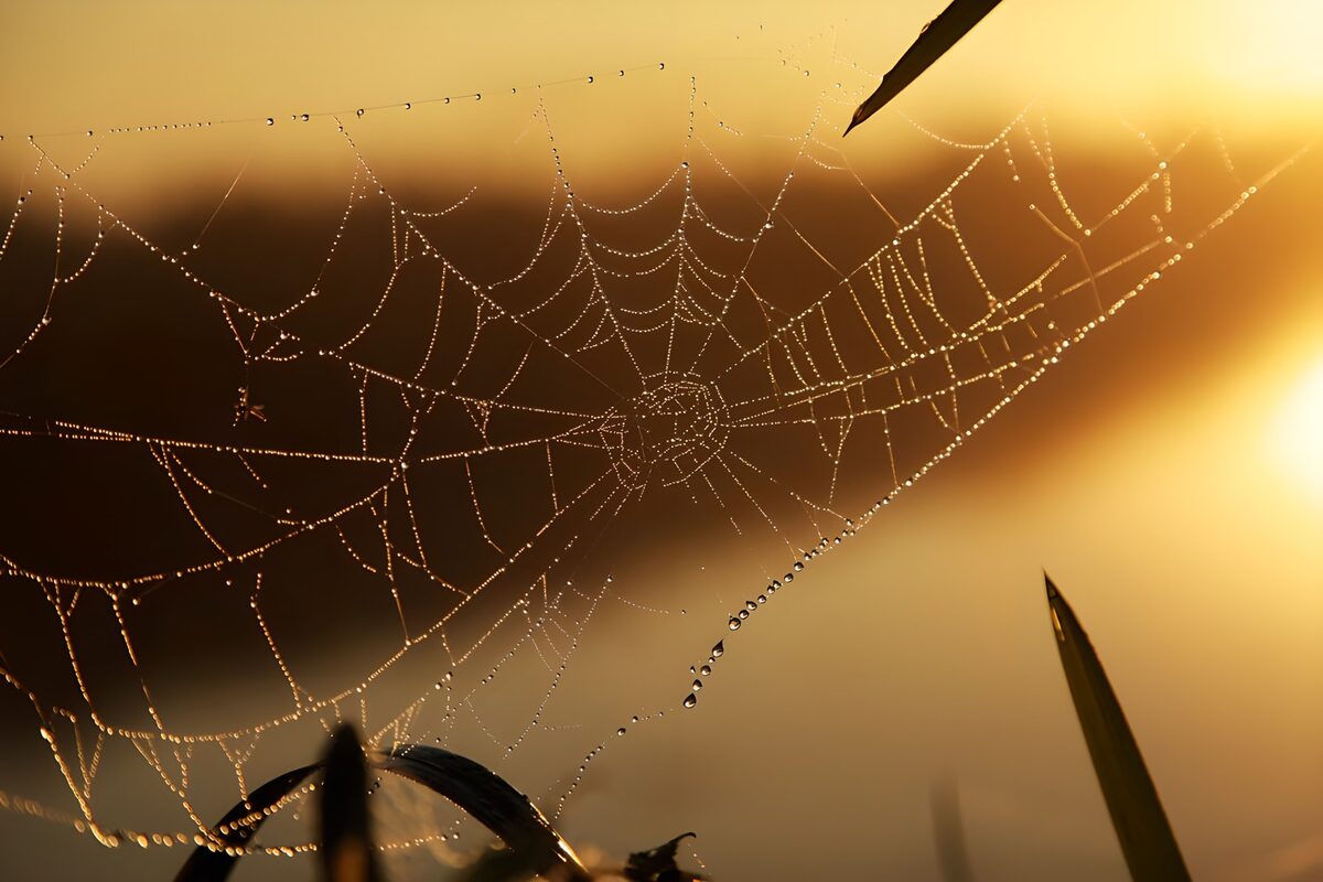 toile d'araignée brillante au lever du soleil