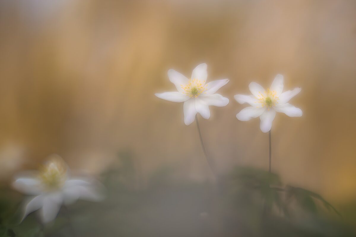 TPFR23761: Fleurs blanches dans la lumière douce