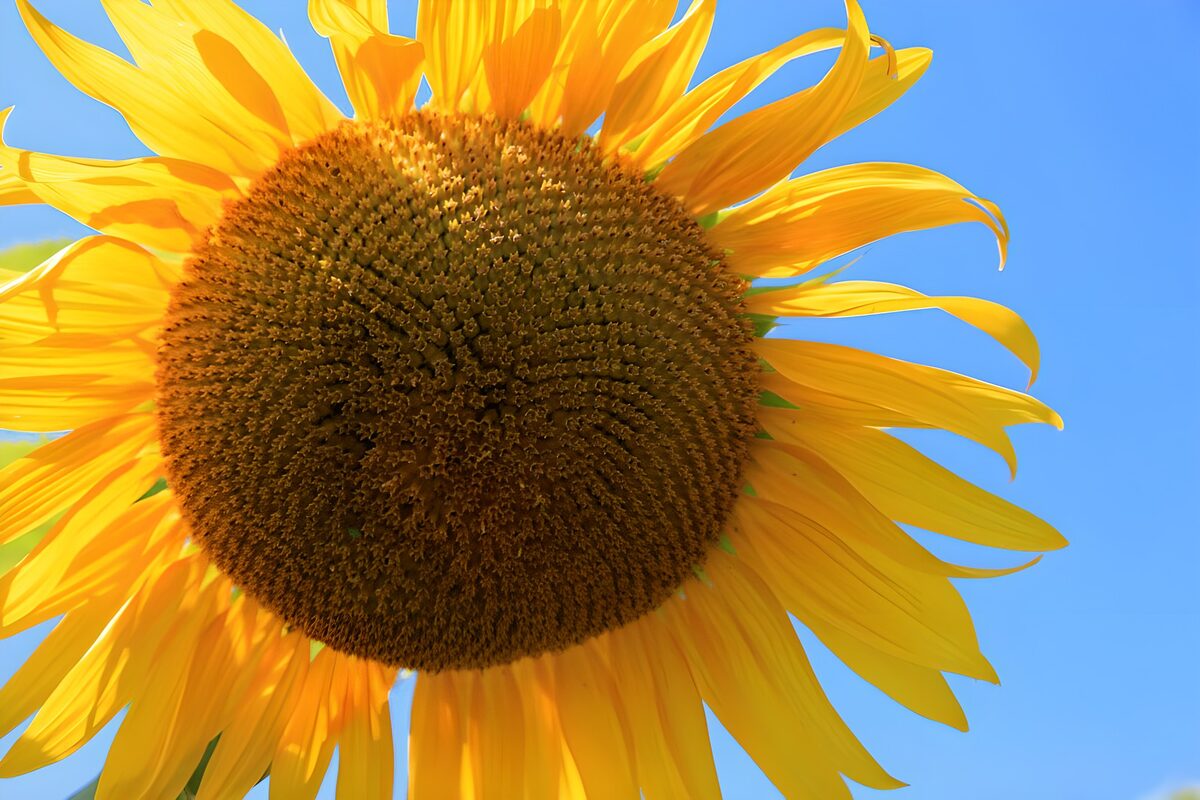 Tournesol sous le ciel bleu