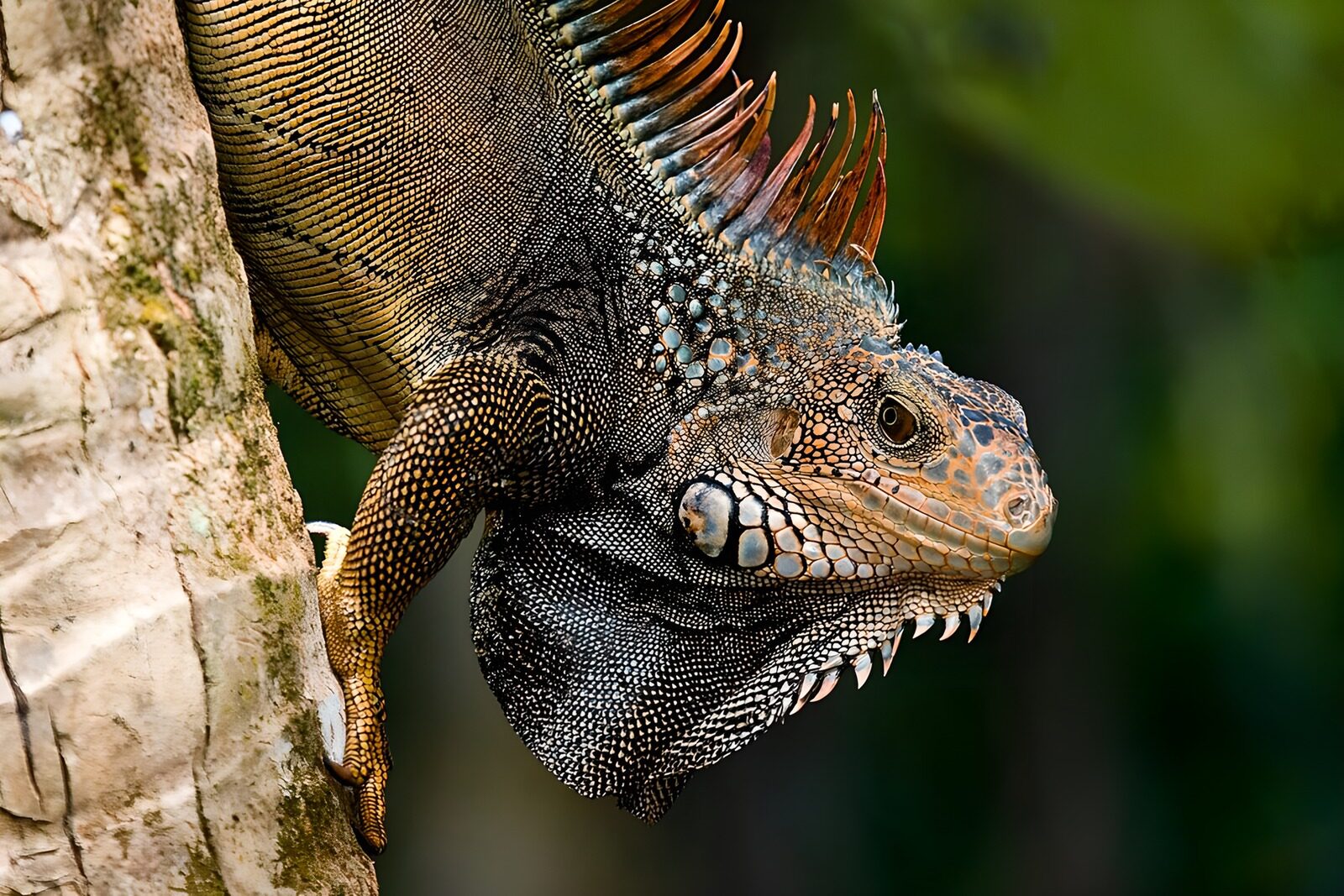 TPFR18794: Lézard majestueux dans les arbres