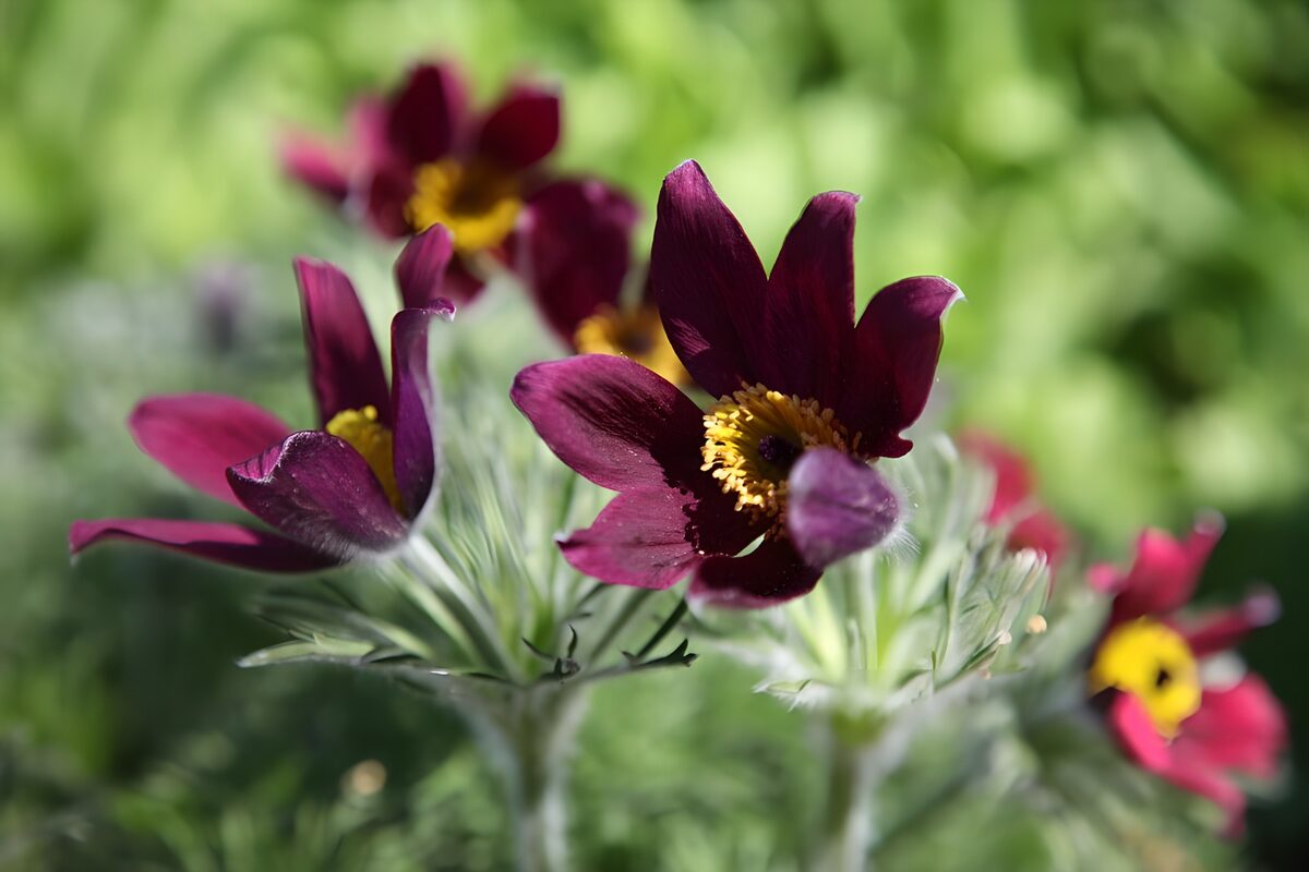 TPFR62683: Fleurs violettes en plein épanouissement