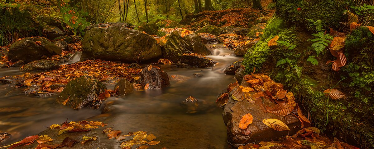 TPFR16517: Rivière en automne paisible