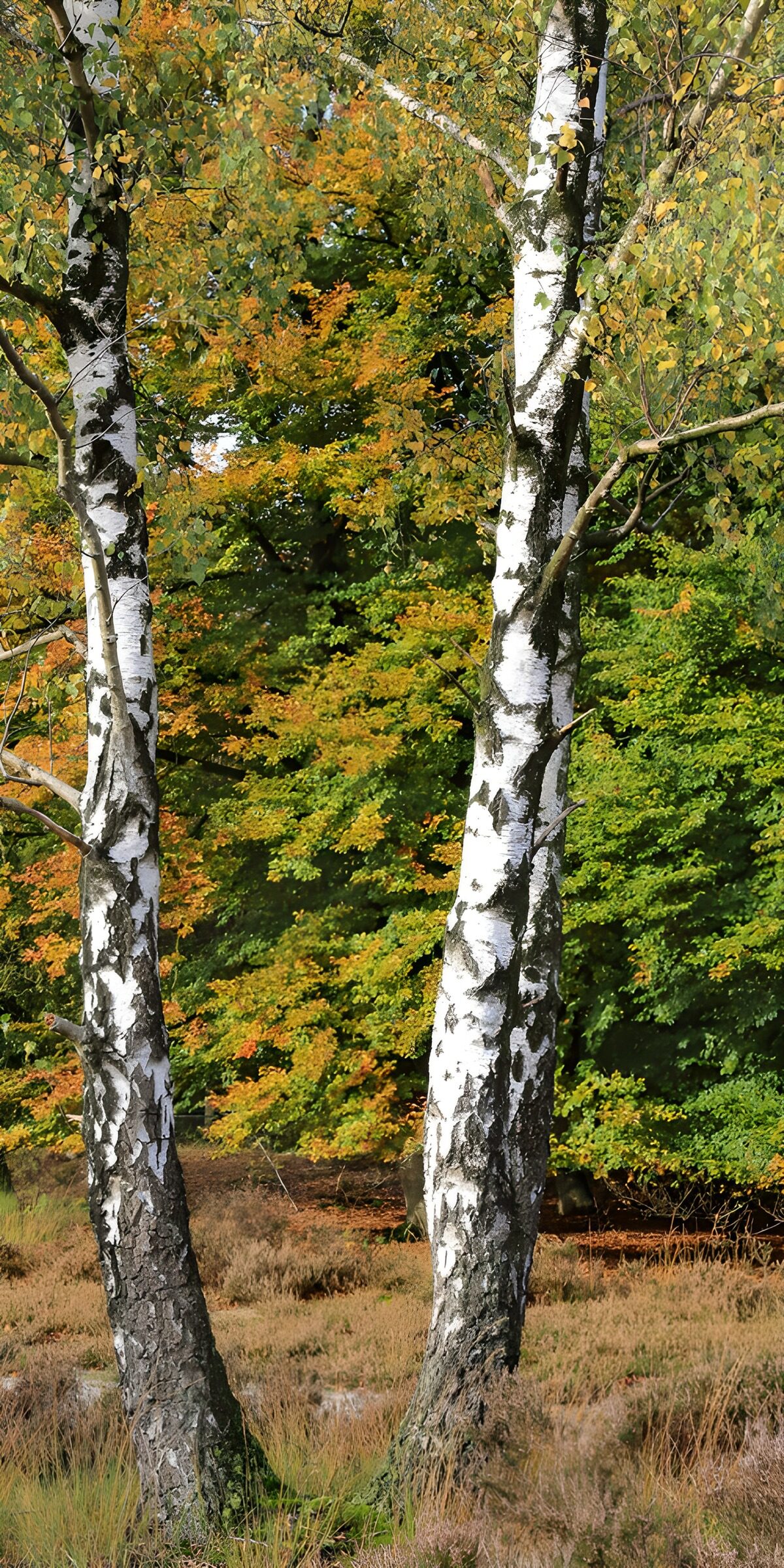 TPFR28557: Arbres de bouleau au milieu des feuilles d’automne