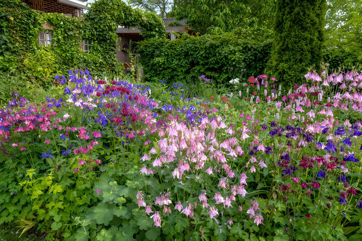 TPFR16180: : Jardin fleuri en pleine floraison
