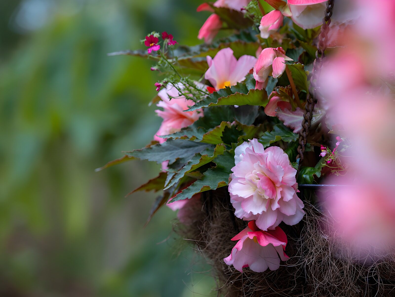 TPFR93201: Suspension de bégonias roses