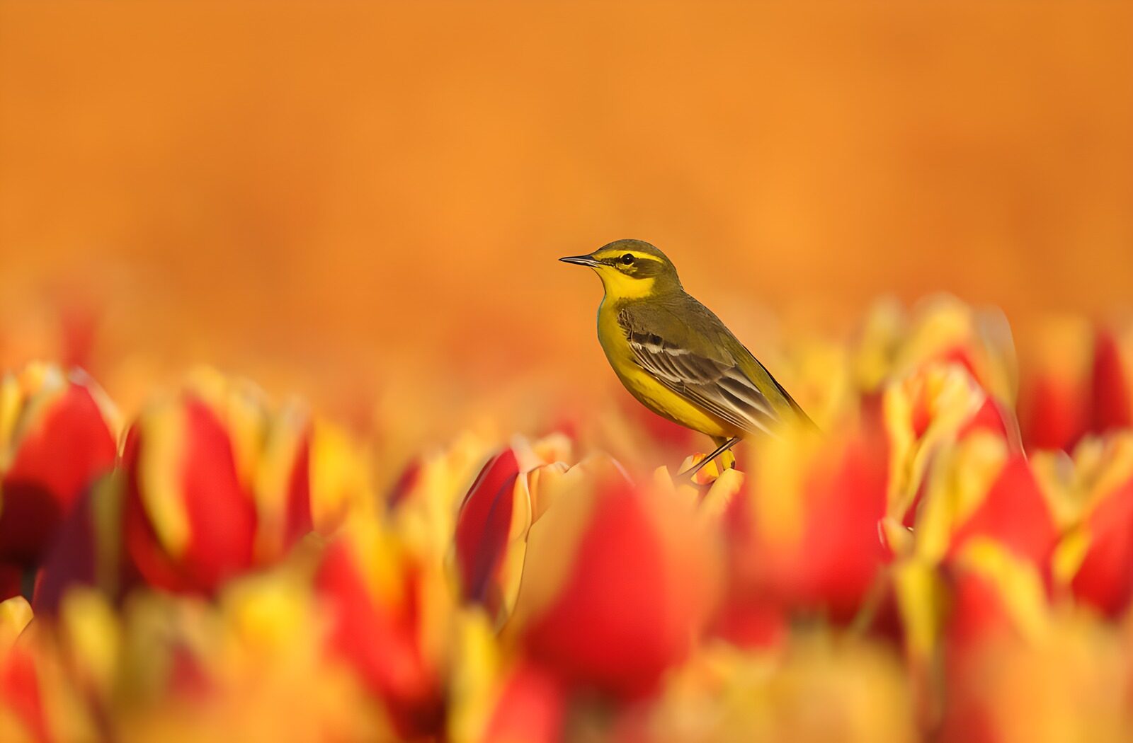 TPFR64352: Un oiseau coloré parmi les tulipes