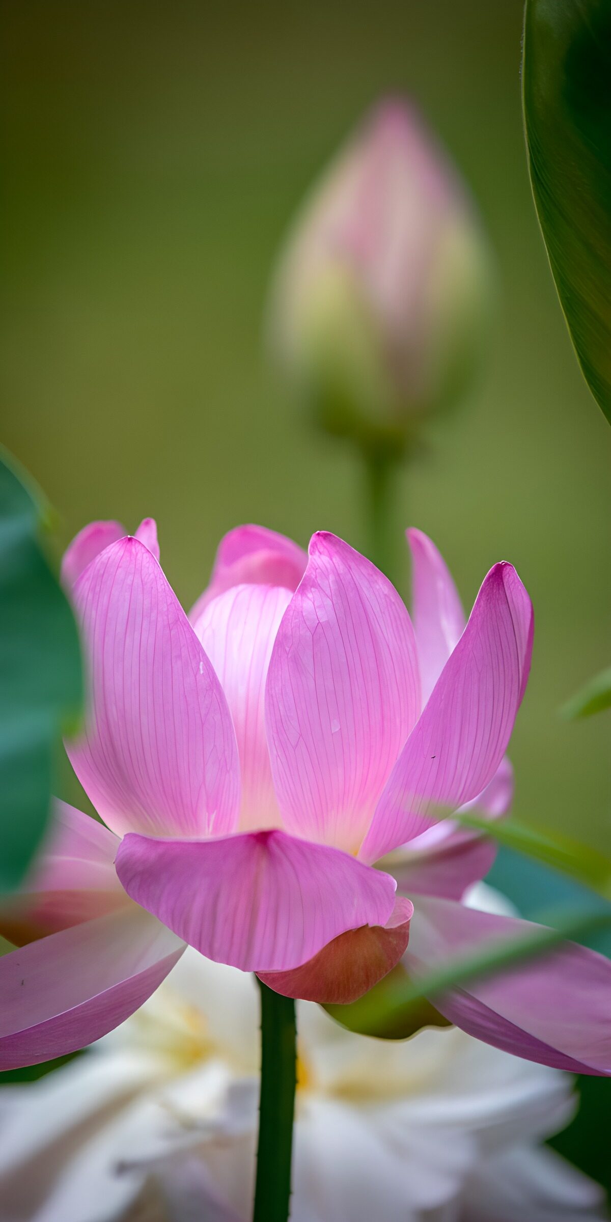 TPFR95123: Fleur de lotus en éclosion