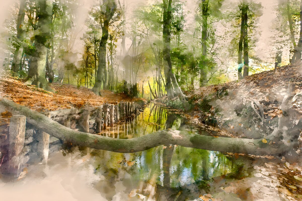 Promenade dans la forêt paisible