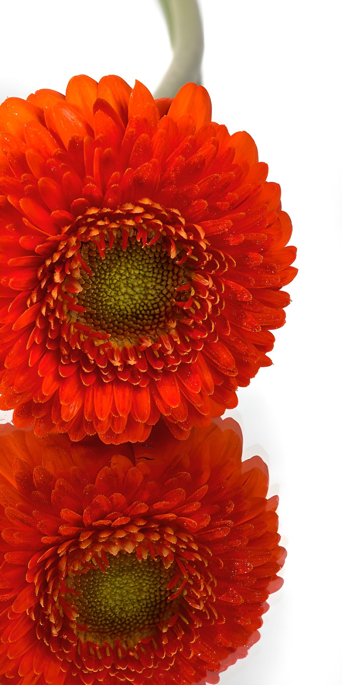 TPFR69778: Une fleur d'orange éclatante