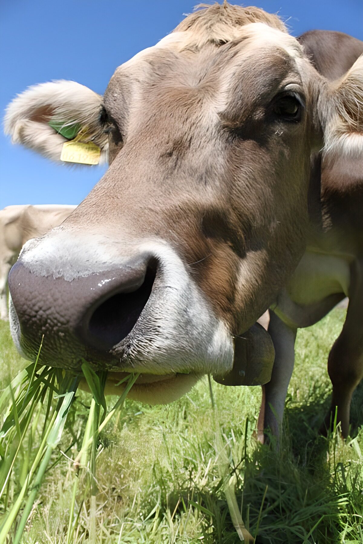 TPFR19237: Vache broutant dans une prairie