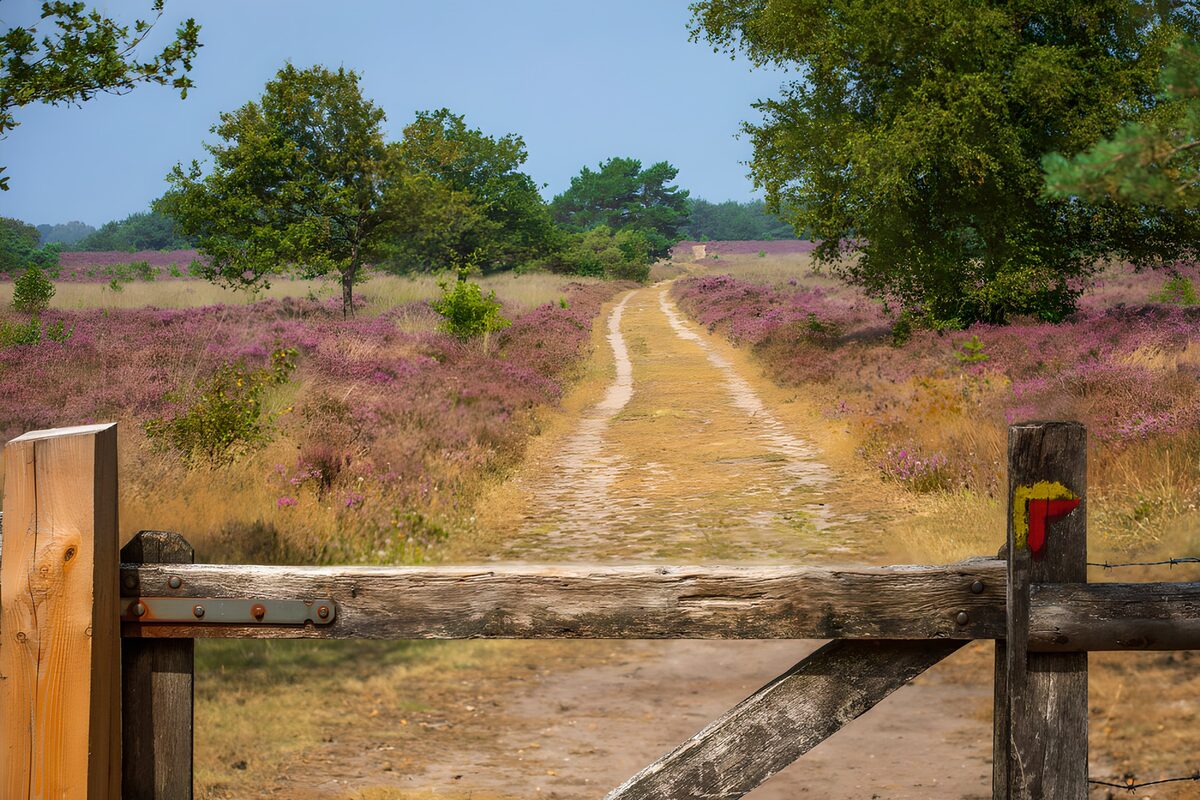 TPFR46488: Chemin à travers la bruyère fleurie