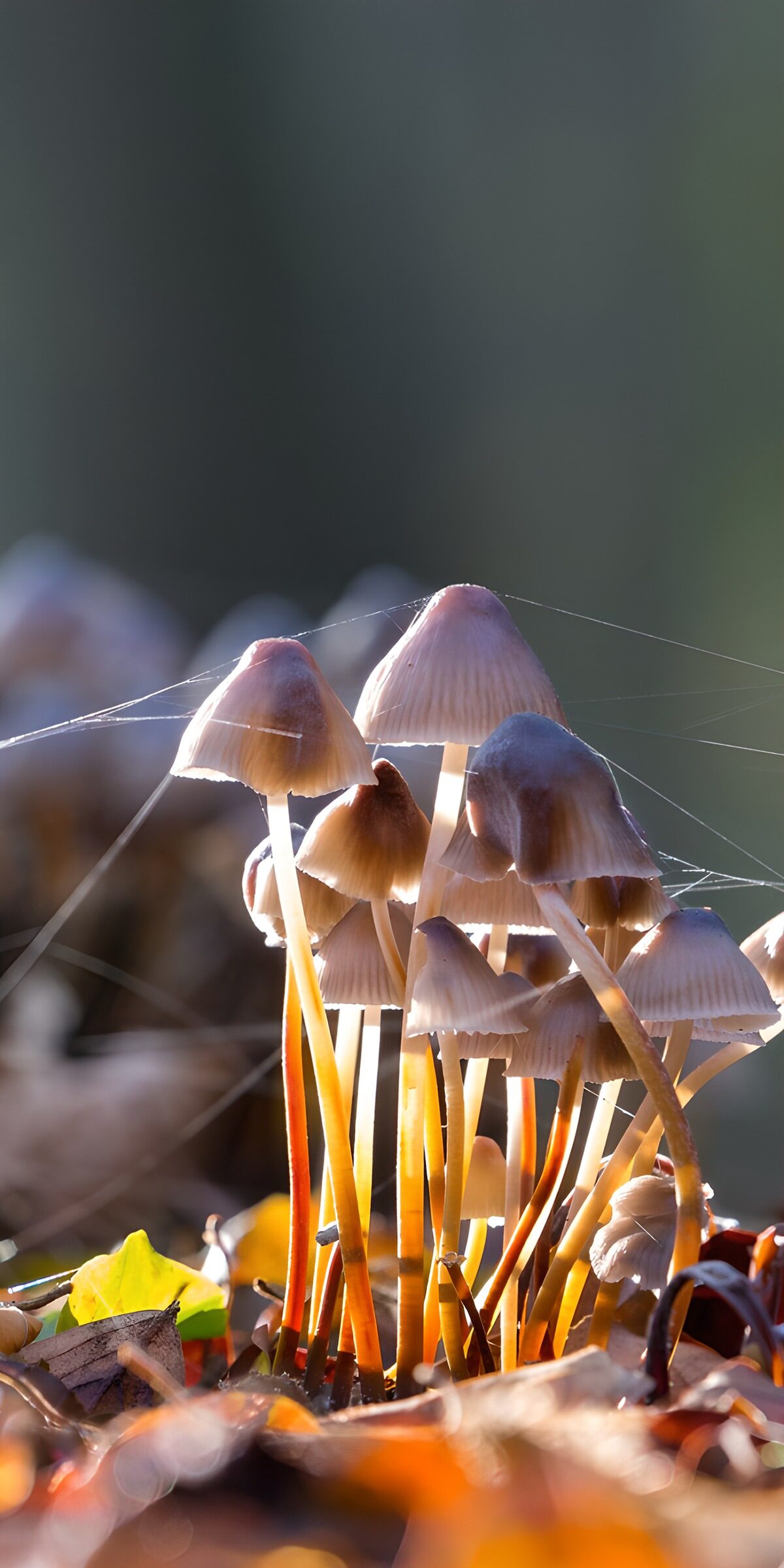 TPFR10023: Champignons lumineux dans la forêt